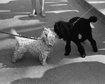 Black & White - Karl Johans gate Oslo 1972