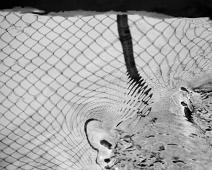Refleks av gjerde i Frognerbekken - Oslo 2011   Gjerde, Refleks : Gjerde, Refleks