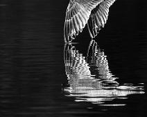 Gråmåke - Sognsvann 2017   European Herring Gull, Gråmåke, Larus argentatus, Nordmarka, Oslo, Sognsvann : European Herring Gull, Gråmåke, Larus argentatus, Nordmarka, Oslo, Sognsvann
