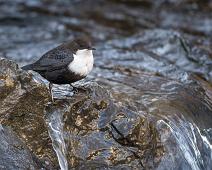 Cinclus cinclus, Fossekall, White-throated Dipper : Cinclus cinclus, Fossekall, White-throated Dipper