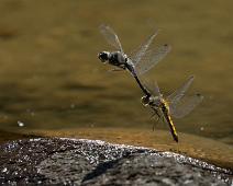 Akerselva insekter, Akerselva område, Oslo, Svarthøstlibelle, Sympetrum danae, Øyenstikker : Akerselva insekter, Akerselva område, Oslo, Svarthøstlibelle, Sympetrum danae, Øyenstikker