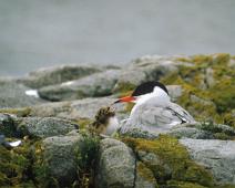 Makrellterne Kragerø 1986   Common Tern, Makrellterne, Sterna hirundo : Common Tern, Makrellterne, Sterna hirundo