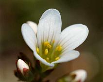 Nyresildre Kragerø 1986   Nyresildre, Sauholmen, Saxifraga granulata : Nyresildre, Sauholmen, Saxifraga granulata