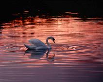 Jnoppsvane 1986   Cygnus olor, Knoppsvane, Mute Swan, Sauholmen : Cygnus olor, Knoppsvane, Mute Swan, Sauholmen
