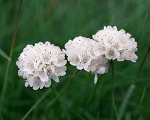 Albino strandnellik 1989   Armeria maritima, Sauholmen, Strandnellik, albino : Armeria maritima, Sauholmen, Strandnellik, albino