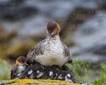 Siland unger i regnvær 2010   Femininum, Mergus serrator, Red-breasted Merganser, Sauholmen, Siland, Silandpull : Femininum, Mergus serrator, Red-breasted Merganser, Sauholmen, Siland, Silandpull