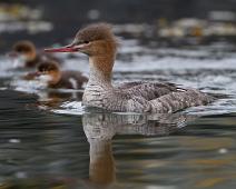 Siland med unger Kragerø 2010   Femininum, Mergus serrator, Red-breasted Merganser, Sauholmen, Siland, Silandpull : Femininum, Mergus serrator, Red-breasted Merganser, Sauholmen, Siland, Silandpull