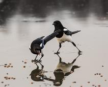 Skjærer Østensjøvannet 2016   Eurasian Magpie, Oslo, Pica Pica, Skjære, Østensjøvannet : Eurasian Magpie, Oslo, Pica Pica, Skjære, Østensjøvannet