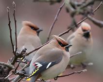 Sidensvans Tåsen  2014   Bohemian Waxwing, Bombycilla garrulus, Sidensvans : Bohemian Waxwing, Bombycilla garrulus, Sidensvans