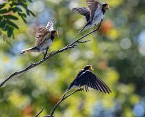 Låvesvale Stråholmen 2016   Barn Swallow, Hirundo rustica, Låvesvale, Stråholmen : Barn Swallow, Hirundo rustica, Låvesvale, Stråholmen
