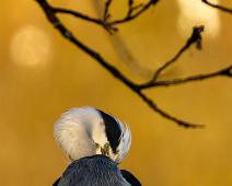 Gråhegre Frognerparken 2017   Ardea cinerea, Gray Heron, Gråhegre : Ardea cinerea, Gray Heron, Gråhegre