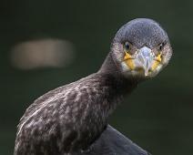 Storskarv Akerselva 2017   Lesser Great Cormorant, Mellomskarv, Phalacrocorax carbo sinensis : Lesser Great Cormorant, Mellomskarv, Phalacrocorax carbo sinensis