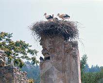 Ciconia ciconia, Stork, White Stork, ikke hekkefugl i Norge : Ciconia ciconia, Stork, White Stork, ikke hekkefugl i Norge