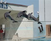 Florida, Sea World, Sjøpattedyr, delfin : Florida, Sea World, Sjøpattedyr, delfin