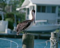 Brown Pelican, Brunpelikan, Pelecanus occidentalis : Brown Pelican, Brunpelikan, Pelecanus occidentalis