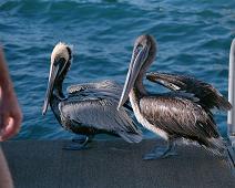 Brown Pelican, Brunpelikan, Pelecanus occidentalis : Brown Pelican, Brunpelikan, Pelecanus occidentalis