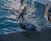 Brown Pelican, Brunpelikan, Pelecanus occidentalis : Brown Pelican, Brunpelikan, Pelecanus occidentalis