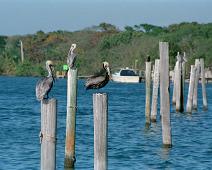 Brown Pelican, Brunpelikan, Pelecanus occidentalis : Brown Pelican, Brunpelikan, Pelecanus occidentalis