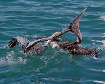Brown Pelican, Brunpelikan, Pelecanus occidentalis : Brown Pelican, Brunpelikan, Pelecanus occidentalis