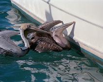 Brown Pelican, Brunpelikan, Pelecanus occidentalis : Brown Pelican, Brunpelikan, Pelecanus occidentalis