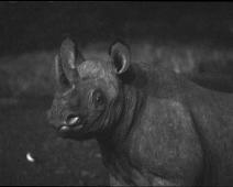 The Ark at night, White Rhino   Kenya : Kenya