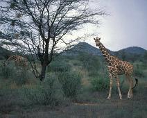 Samburu, Reticulated Giraffe   Kenya : Kenya