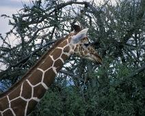Samburu, Reticulated Giraffe   Kenya : Kenya