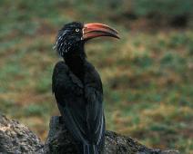 Samburu, Crowned Hornbill   Kenya : Kenya