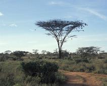 Samburu, Flat top Acasia with weaver birds nests   Kenya : Kenya