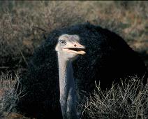 Samburu, Male Ostrich   Kenya : Kenya