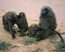 Samburu, Baboons   Kenya : Kenya