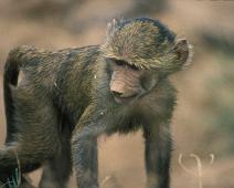 Samburu, Baboon baby   Kenya : Kenya