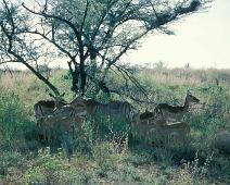 Samburu, Impalas   Kenya : Kenya
