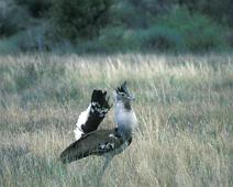 Samburu, Kori Bustard, mating position   Kenya : Kenya