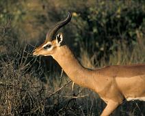 Samburu, Gerenuk   Kenya : Kenya