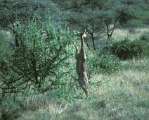 Samburu, Gerenuk standing two legs   Kenya : Kenya