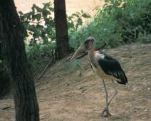 Samburu, Marabou stork   Kenya : Kenya