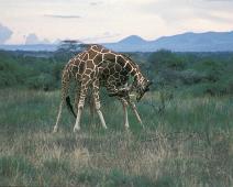 Samburu, Reticulated Giraffes headbanging   Kenya : Kenya