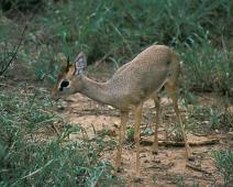 Samburu, Kirk's Dikdik   Kenya : Kenya