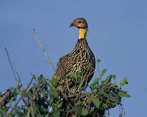 Samburu, Yellow-necked Spurfowl   Kenya : Kenya