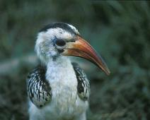 Samburu, Red-billed Hornbill   Kenya : Kenya