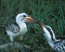 Samburu, Red-billed Hornbills   Kenya : Kenya