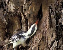 Samburu, Red-billed Hornbill feeding young   Kenya : Kenya