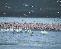 Lake Nakuru, White Pelicans   Kenya : Kenya