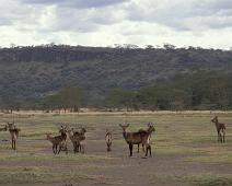 Lake Nakuru, Defassa Waterbucks   Kenya : Kenya