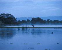 Lake Naivasha, Long-tailed Cormorant drying wings   Kenya : Kenya