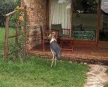 Masai Mara, Marabou stork   Kenya : Kenya