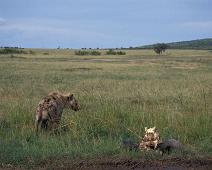 Masai Mara, Spotted Hyena   Kenya : Kenya