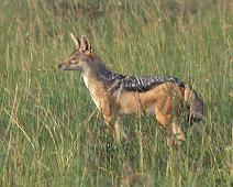 Masai Mara, Black-backed Jackal   Kenya : Kenya