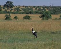 Masai Mara, Saddle-billed stork   Kenya : Kenya